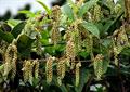 Dioscorea  spp. 
